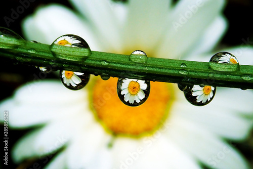 Macro Wallpaper With Flower Reflection Inside In Drops