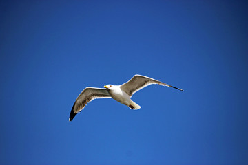 Fototapeta na wymiar European herring gull - (Larus argentatus)