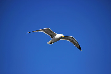 Fototapeta na wymiar European herring gull - (Larus argentatus)