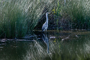 Grey heron-Héron cendré (Ardea cinerea)