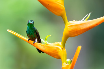 A Copper-rumped hummingbird perches on a tropical Heliconia flower in the rainforest. © Chelsea Sampson