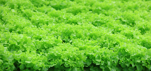 Fototapeta na wymiar Green and healthy vegetable or Hydroponics,Organic fresh farme