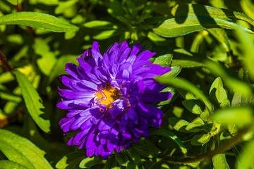 Beautiful view of purple aster bush isolated on green grass background. Gorgeous nature backgrounds.