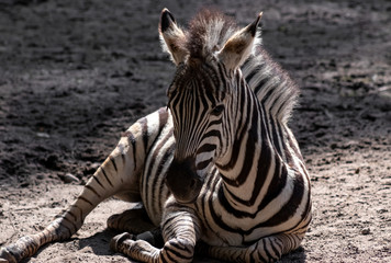 Fototapeta na wymiar Young little Zebra lying on the ground