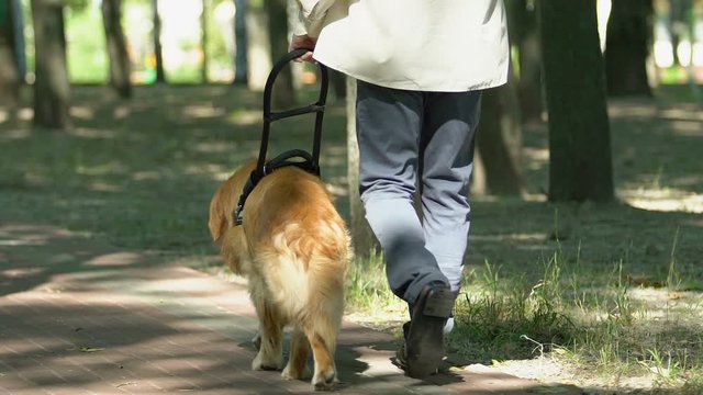 Blind man walking in park with guide dog assistance for visual impairment people