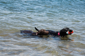 ducks in water