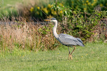 Fototapeta premium Grey heron-Héron cendré (Ardea cinerea)