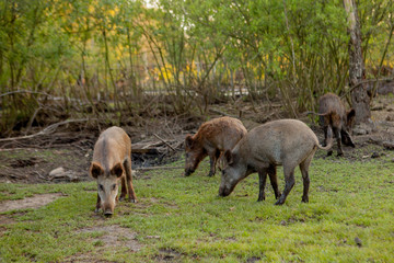 Obraz na płótnie Canvas Family Group of Wart Hogs Grazing Eating Grass Food Together.