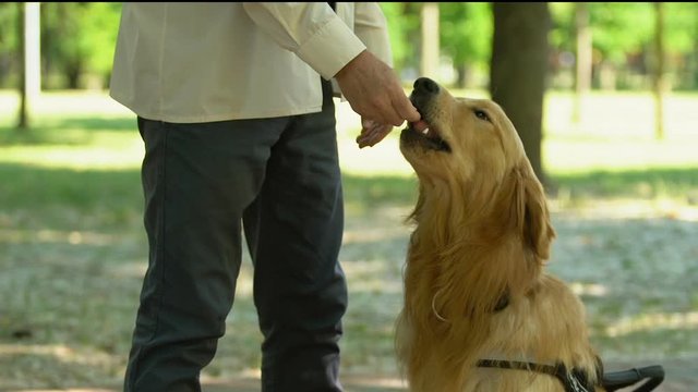 Man training guide dog, encouraging with food, special pets school, dog handler
