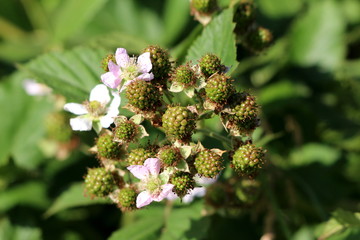 Branch of Red raspberry or Rubus idaeus or Raspberry or European raspberry perennial plant full of...