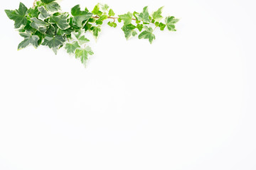 Botanical frame : Ivy on a white background. 