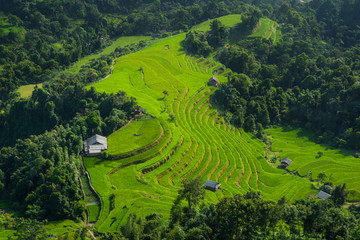 Fototapeta na wymiar Rice fields on terraced of Hoang Su Phi country, Ha Giang province the most popular travel destinations of Northern Vietnam