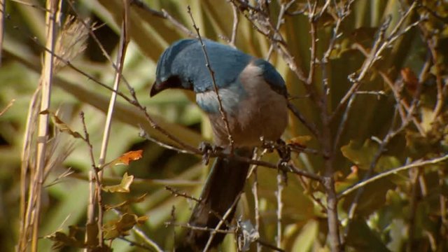 Scrub Jay (Aphelocoma coerulescens) at Merritt Island National Wildlife Reserve, 2011
