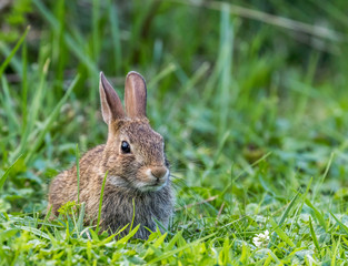 Naklejka na ściany i meble brown wild rabbit in green grass in Pennsylvania 