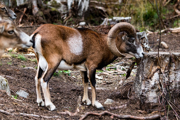 Muflon zdjęcia z bliska © Dreamnordno