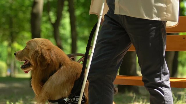 Senior man with visual impairment taking handle on guide dog and walking away