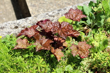 Coral bells or Heuchera Electric plum herbaceous perennial plant with palmately lobed large dark purple leaves on long petioles and thick woody rootstock planted in local urban garden surrounded with 