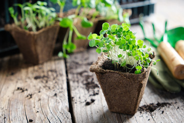 Green growing seedlings of garden plants, shovel, rake and gloves. Sprouts of arugula on foreground.