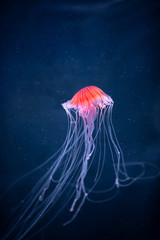 glowing jellyfish chrysaora pacifica underwater