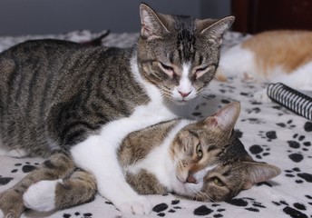 Plakat TWO BROWN & WHITE TABBY CATS