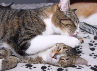 TWO BROWN & WHITE TABBY CATS