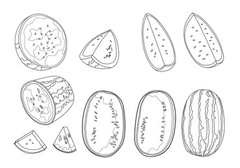 Line watermelon fruit fresh on white background illustration vector 