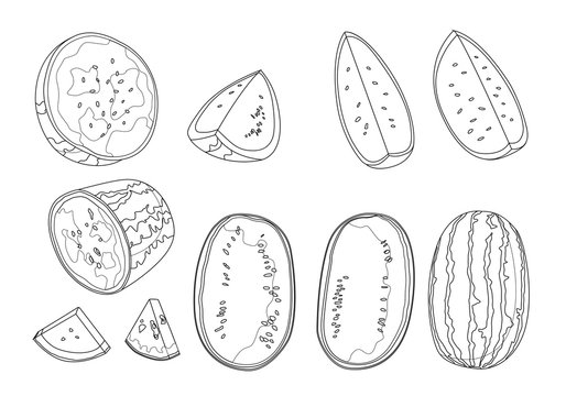 Line watermelon fruit fresh on white background illustration vector 