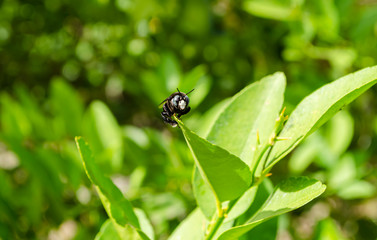 Naklejka premium Head And Eyes Of The Xylocopa Violacea Carpenter Bee