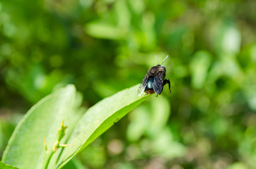 Rear Of Carpenter bee