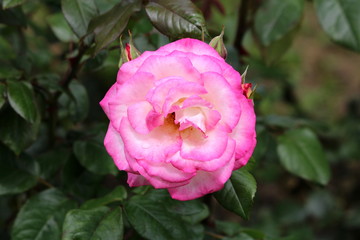 Densely layered fully open blooming pink and white bicolor rose surrounded with closed rose buds and dark green leaves in local urban garden on warm sunny spring day