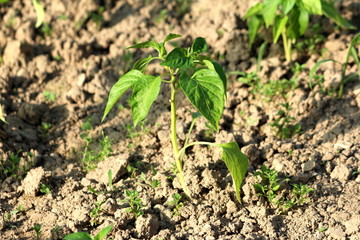Freshly planted small pepper plant surrounded with dry soil and other plants in local urban garden on warm sunny spring day