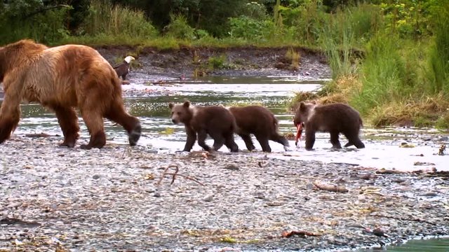 A mother Kodiak Bear (Ursus arctos middendorffi) and her cubs fishing in a creek, NWR Alaska, 2007