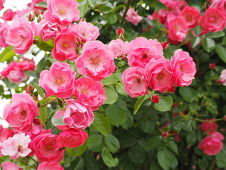 Obraz na płótnie Canvas 春の庭に咲くピンクのバラ「アンジェラ」