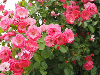 春の庭に咲くピンクのバラ「アンジェラ」