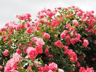 春の庭に咲くピンクのバラ「アンジェラ」