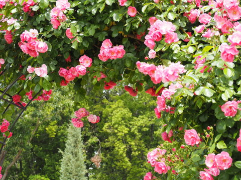 蔓薔薇 Images Browse 91 Stock Photos Vectors And Video Adobe Stock