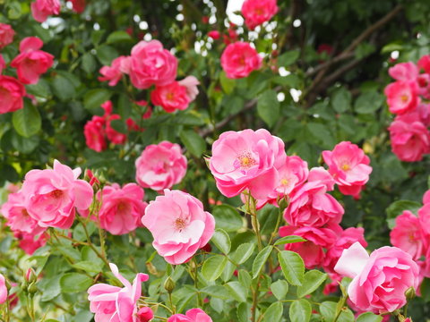 91 Best 蔓薔薇 Images Stock Photos Vectors Adobe Stock