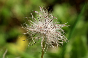 Hairy silky white seed head of Pulsatilla vulgaris or Pasque flower or Pasqueflower or European pasqueflower or Danes blood flower planted in local urban garden on warm sunny spring day