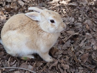 野生のアナウサギ（広島県大久野島）