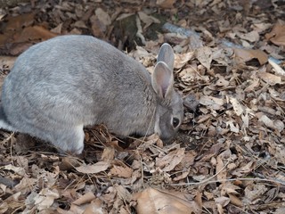 野生のアナウサギ（広島県大久野島）