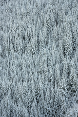 Pine Trees Standing Tall Under a Blanket of Snow
