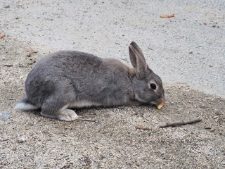 野生のアナウサギ（広島県大久野島）