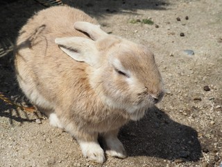 野生のアナウサギ（広島県大久野島）