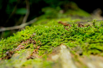 Close Up of Bright Green Moss of Log