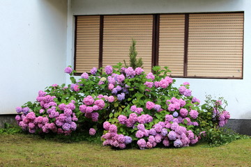 Hydrangea or Hortensia large garden shrub full of open blooming pink to violet flowers with pointy petals densely planted in front of family house surrounded with green grass on warm sunny summer day