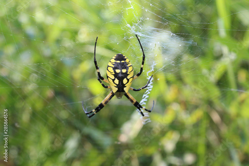 Garden Spider At The Center Of A Web At Wayside Woods In Morton