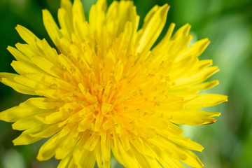 Dandelion