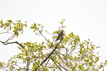 A photo of Merlin　hawk perching at the tree. Vancouver BC Canada