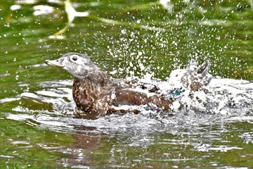 A photo of Female woodduck bathing in the lake. Vancouver BC Canada