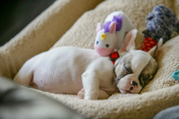 French Bulldog Puppy Peacefully Sleeping In Her Bed